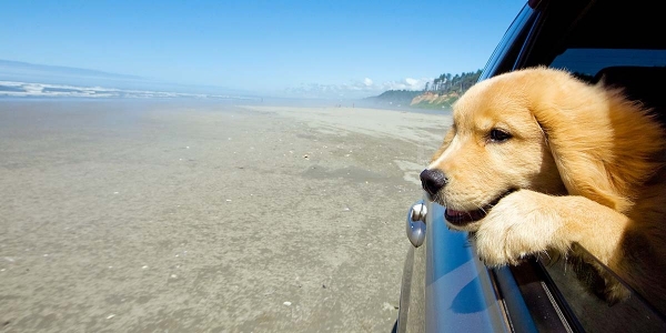 Puppy Dog Looking out the car window